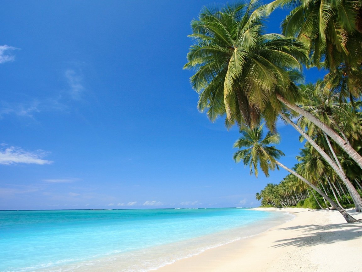 Обои песок, пляж, пальмы, отдых, тропики, sand, beach, palm trees, stay, tropics разрешение 2880x1620 Загрузить