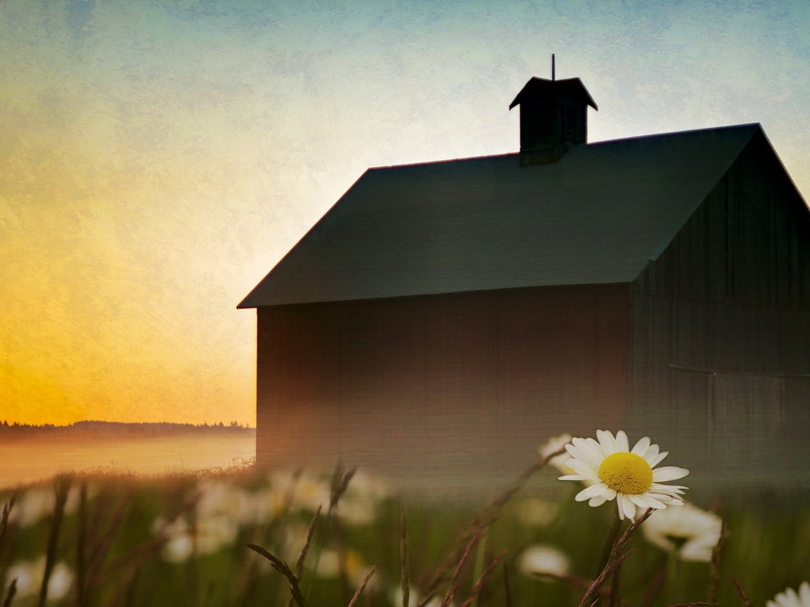 Обои небо, цветы, пейзаж, туман, дом, ромашки, the sky, flowers, landscape, fog, house, chamomile разрешение 1920x1080 Загрузить