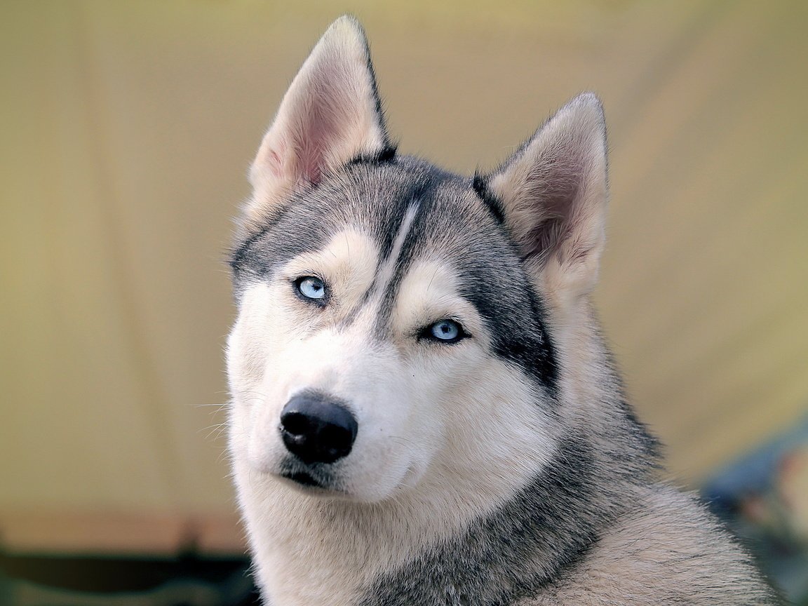 Обои морда, собака, хаски, голубые глаза, сибирский хаски, face, dog, husky, blue eyes, siberian husky разрешение 2560x1600 Загрузить