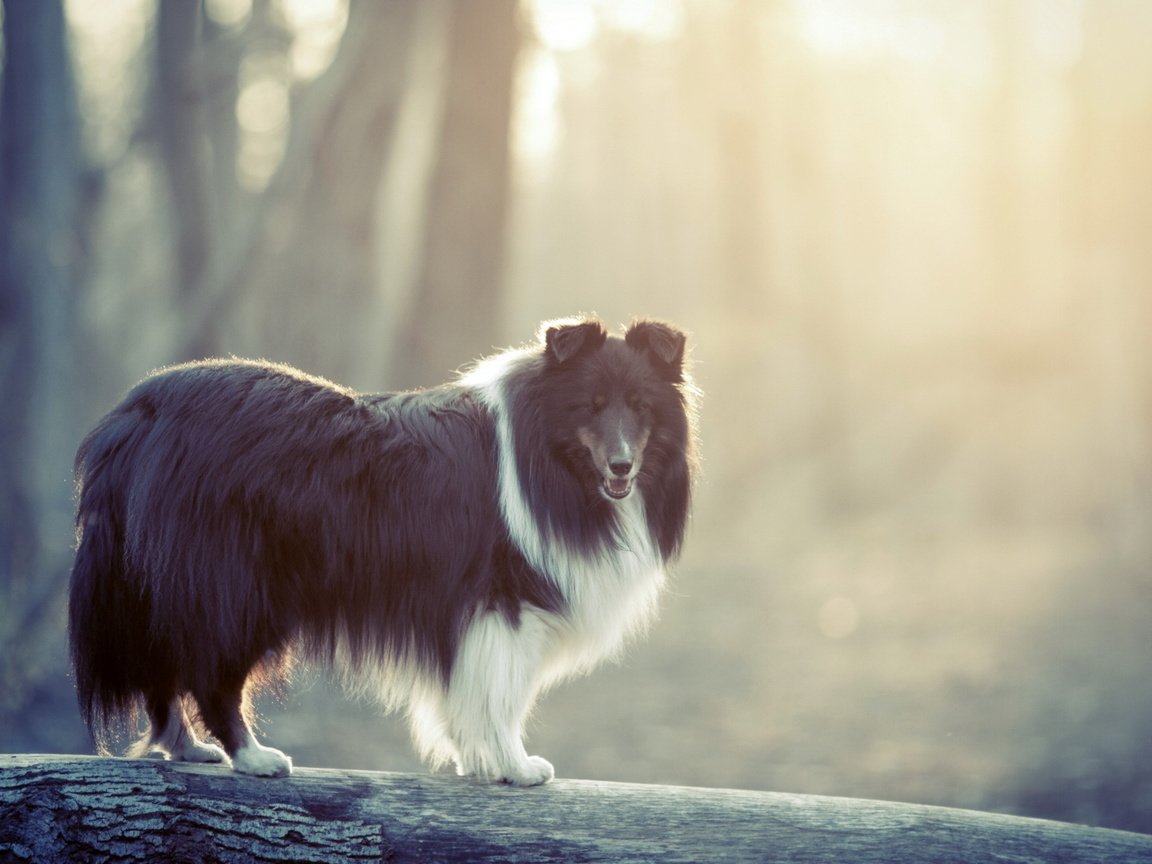 Обои природа, фон, собака, шелти, шетлендская овчарка, nature, background, dog, sheltie, the shetland sheepdog разрешение 1920x1280 Загрузить