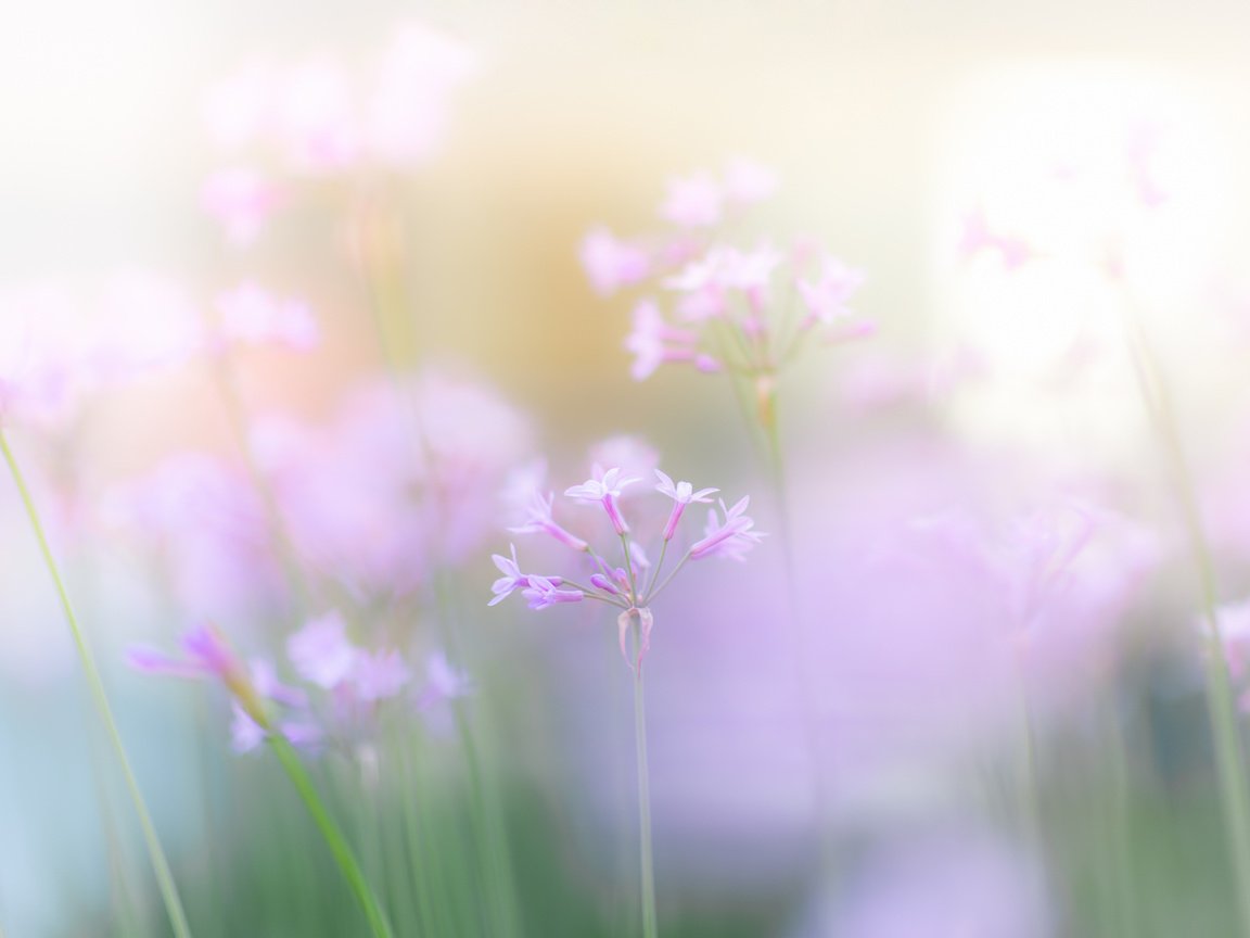 Обои цветы, размытость, весна, розовые, нежные, полевые, flowers, blur, spring, pink, gentle, field разрешение 1920x1280 Загрузить