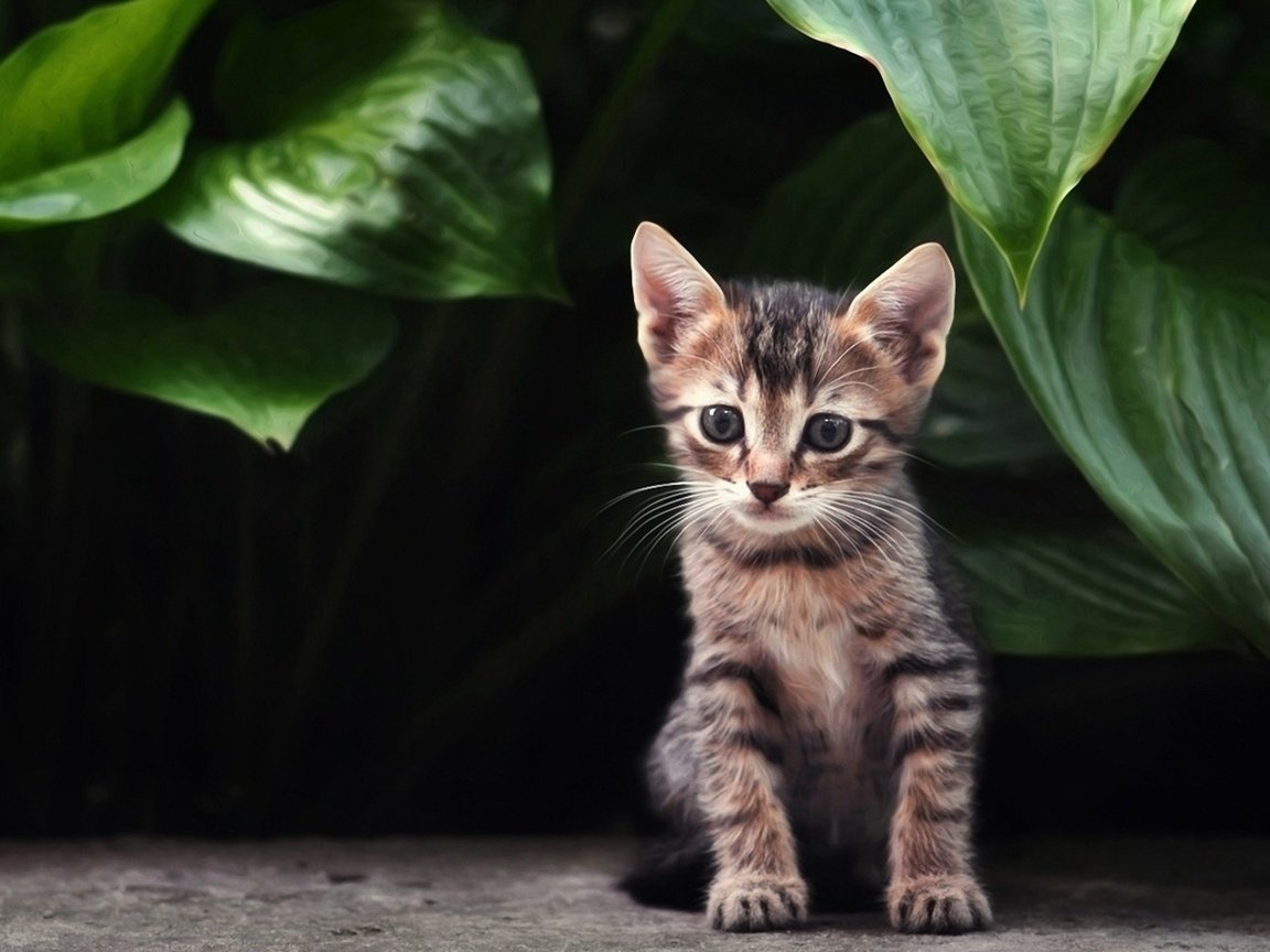 Обои растения, листья, кошка, взгляд, котенок, полосатый, plants, leaves, cat, look, kitty, striped разрешение 1920x1080 Загрузить