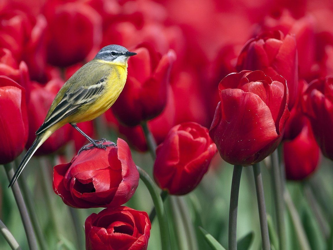 Обои птица, весна, тюльпаны, синица, синичка цветы, bird, spring, tulips, tit, titmouse flowers разрешение 1920x1080 Загрузить