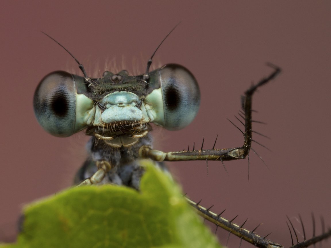 Обои глаза, фон, лист, насекомые, стрекоза, лапки, крупным планом, eyes, background, sheet, insects, dragonfly, legs, closeup разрешение 2048x1365 Загрузить