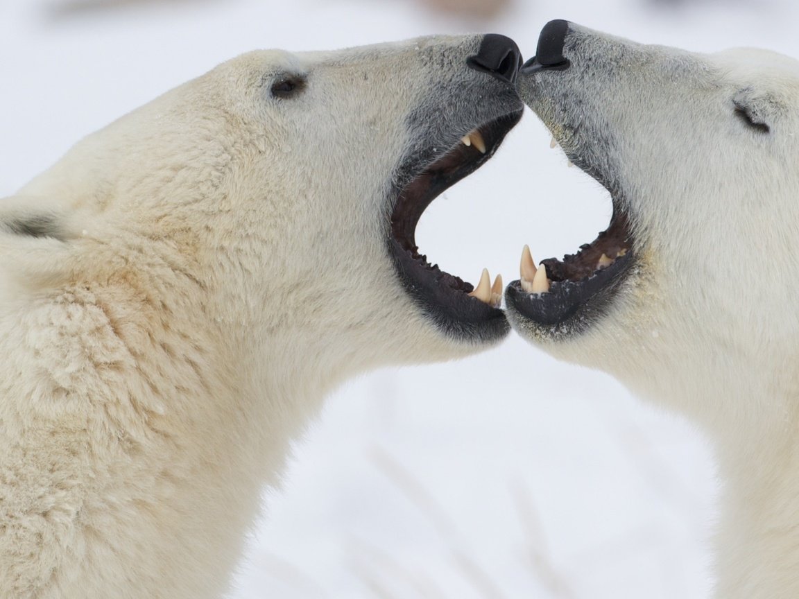 Обои снег, борьба, медведь, клыки, белые, медведи, snow, fight, bear, fangs, white, bears разрешение 2560x1600 Загрузить