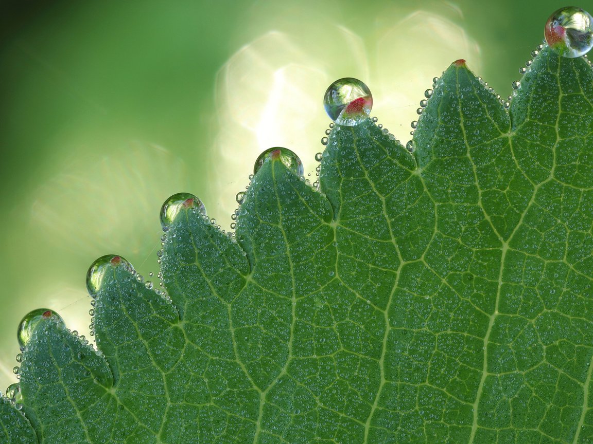 Обои зелёный, макро, капли, блики, лист, боке, green, macro, drops, glare, sheet, bokeh разрешение 2560x1600 Загрузить