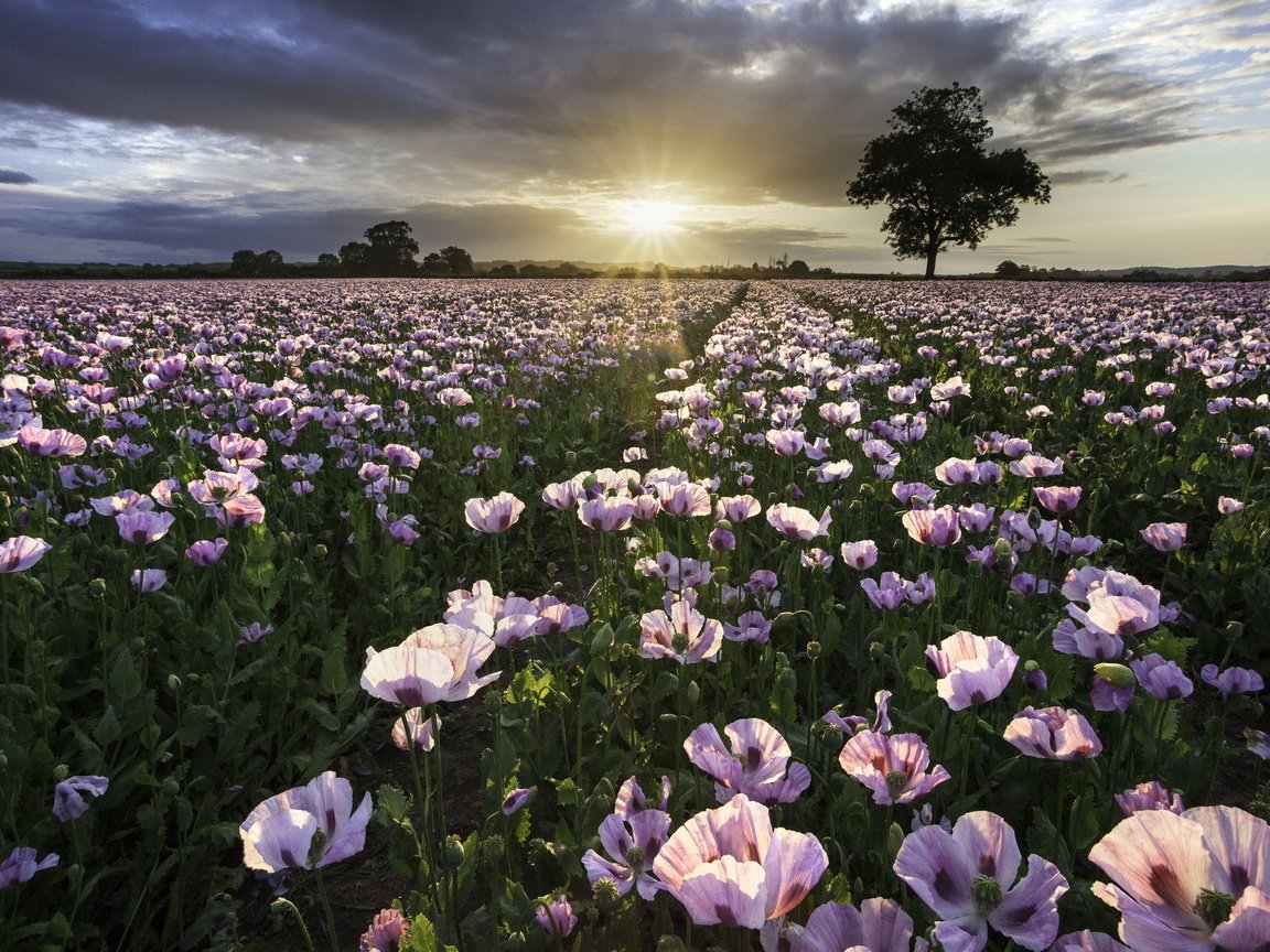 Обои цветы, природа, закат, поле, маки, flowers, nature, sunset, field, maki разрешение 1920x1280 Загрузить