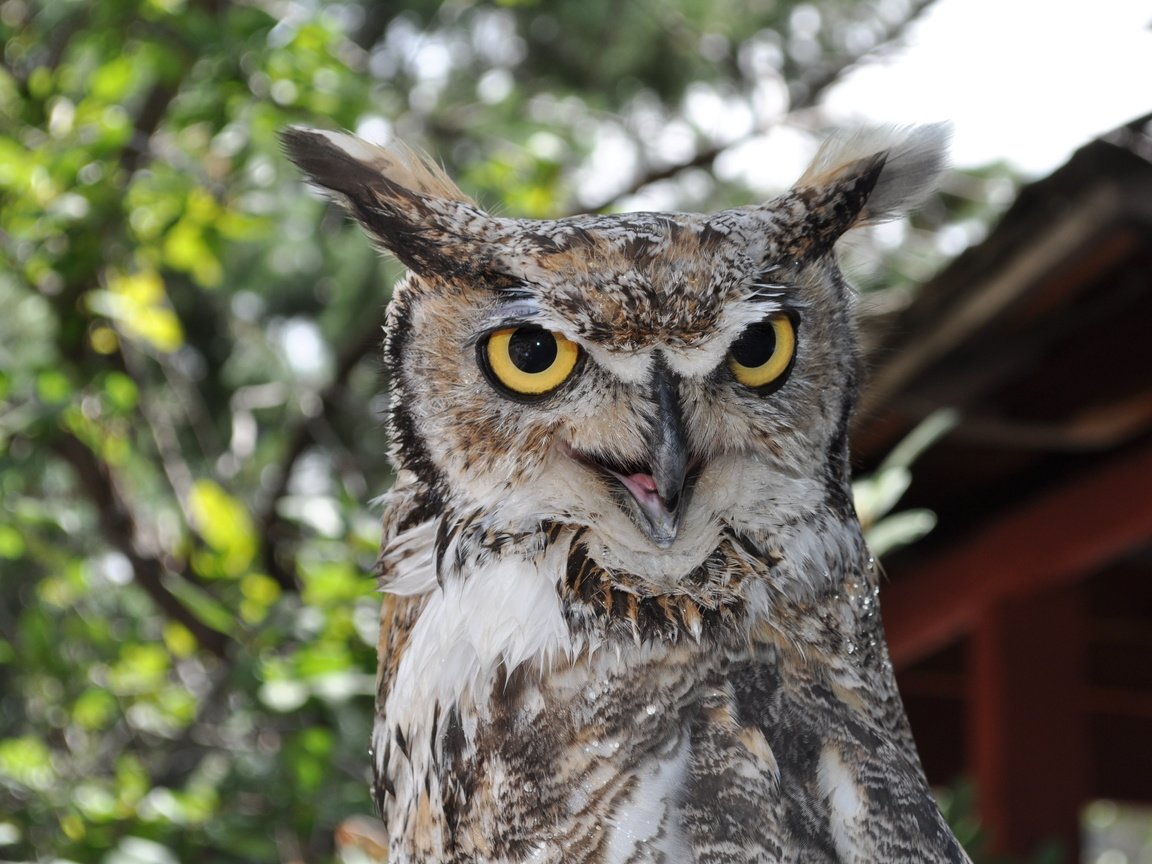 Обои глаза, сова, взгляд, птица, большая рогатая сова, eyes, owl, look, bird, great horned owl разрешение 4288x2848 Загрузить