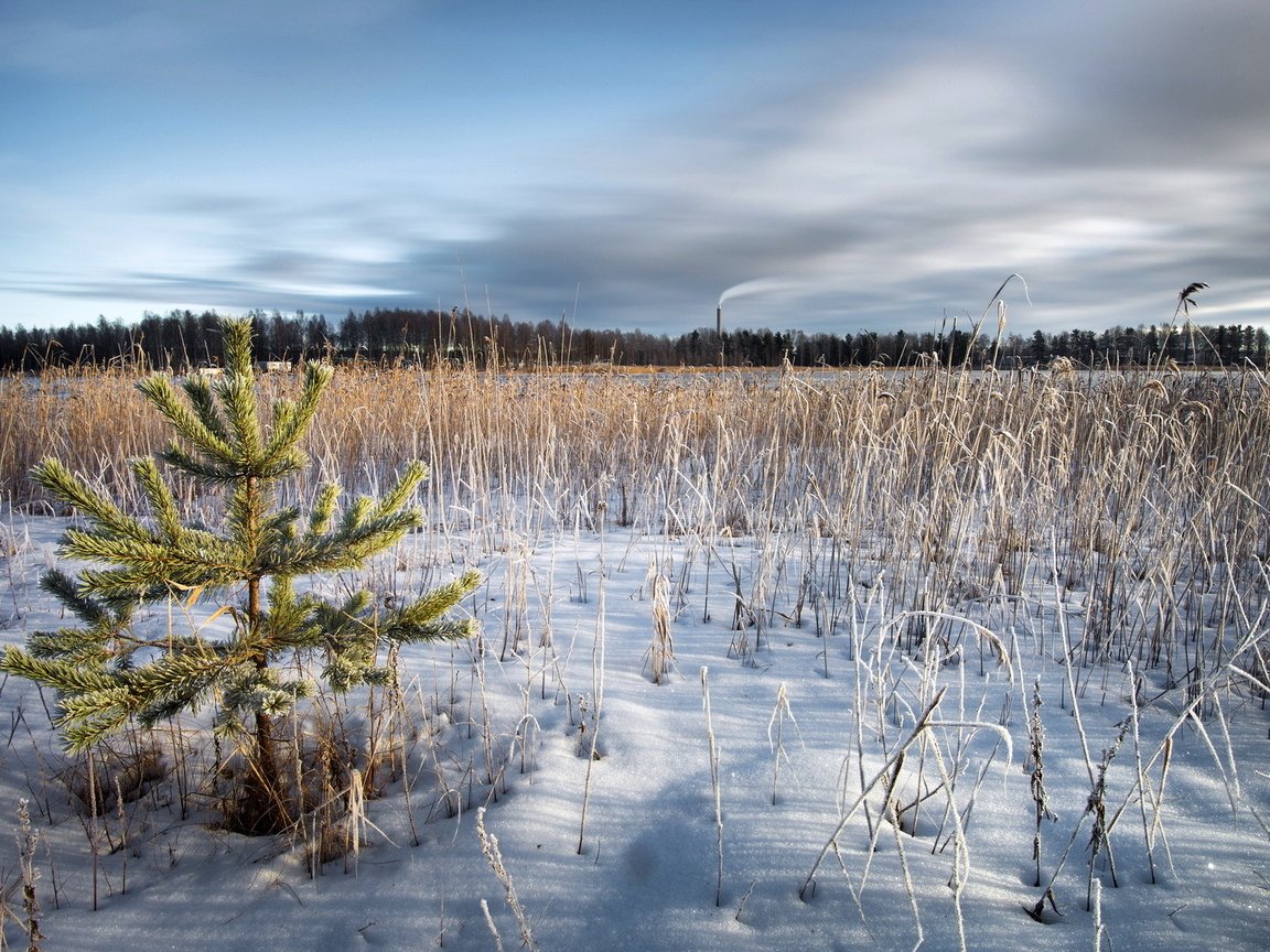 Обои трава, снег, природа, зима, поле, ель, сухая, grass, snow, nature, winter, field, spruce, dry разрешение 1920x1200 Загрузить