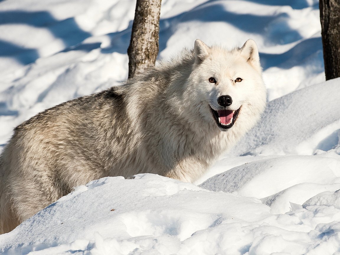 Обои снег, зима, взгляд, хищник, волк, snow, winter, look, predator, wolf разрешение 2560x1600 Загрузить