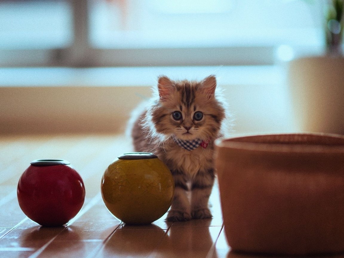 Обои кошка, горшки, котенок, пушистый, паркет, cat, pots, kitty, fluffy, flooring разрешение 2880x1800 Загрузить