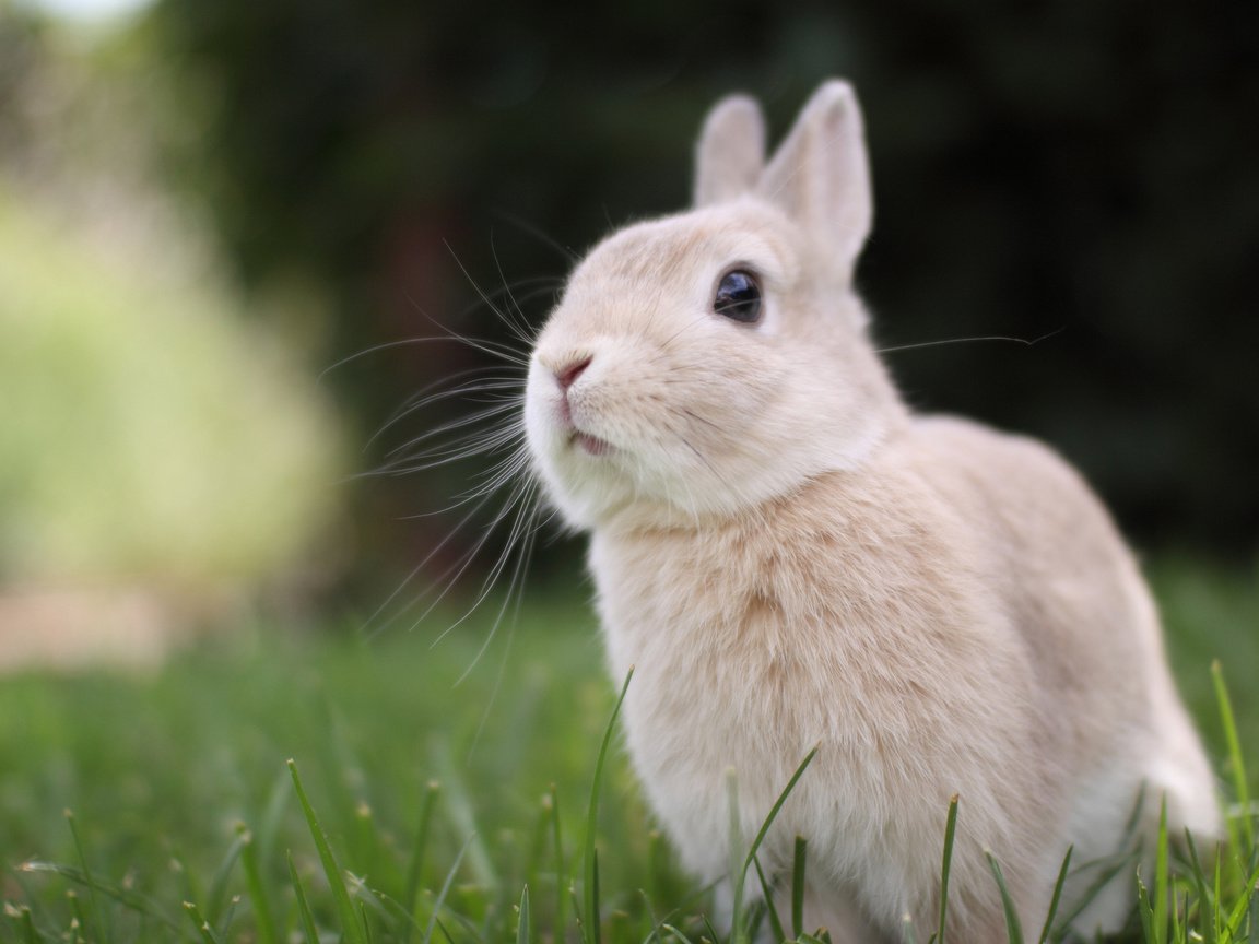 Обои трава, природа, мордочка, взгляд, ушки, кролик, grass, nature, muzzle, look, ears, rabbit разрешение 2048x1365 Загрузить