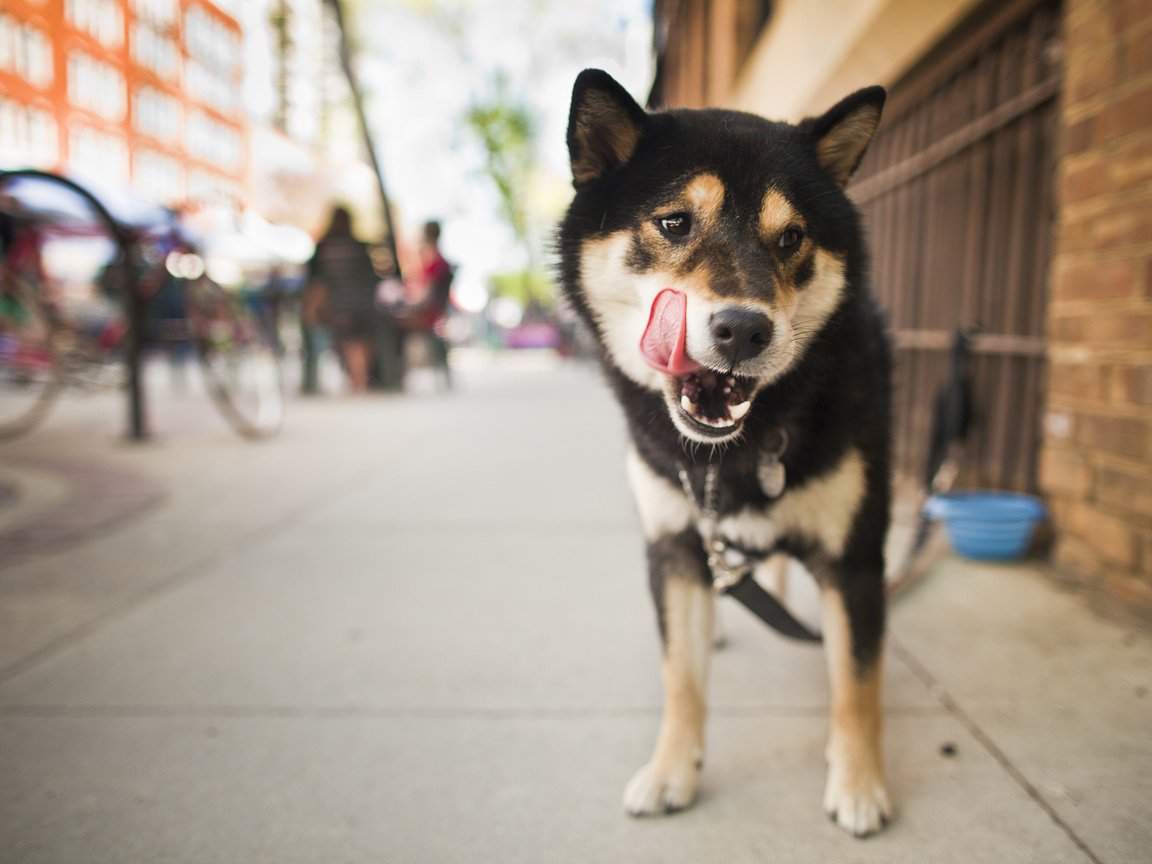 Обои взгляд, собака, улица, язык, сиба-ину, сикоку ину, шиба ину, look, dog, street, language, shiba inu, shikoku inu разрешение 2048x1365 Загрузить