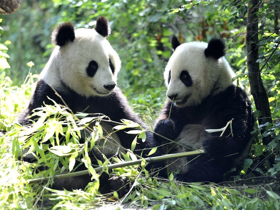 Обои листья, панды, бамбуковый медведь, большая панда, leaves, panda, bamboo bear, the giant panda разрешение 2048x1337 Загрузить