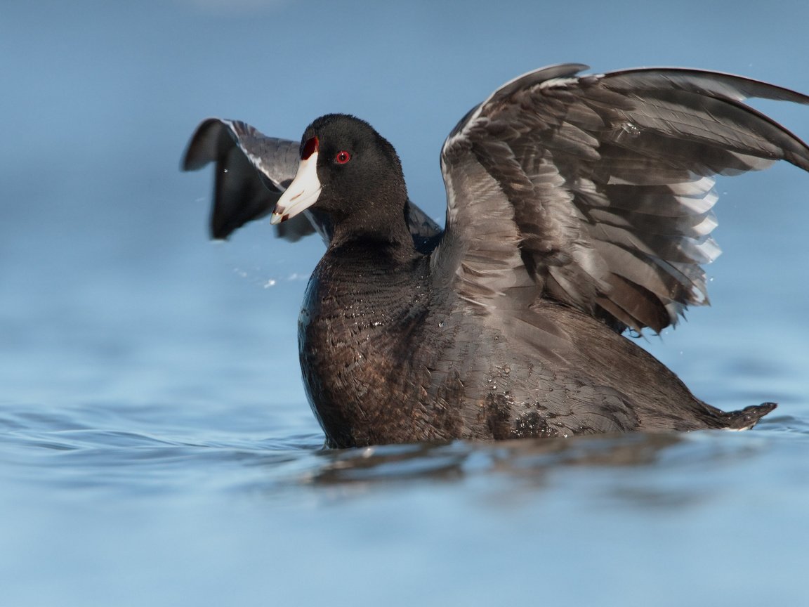 Обои вода, отражение, крылья, птица, утка, лысуха, water, reflection, wings, bird, duck, coot разрешение 2048x1198 Загрузить