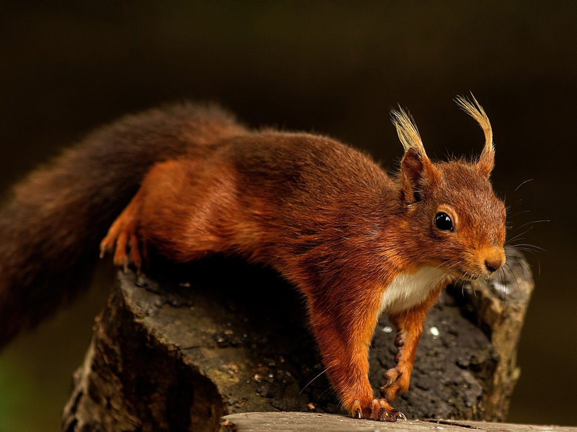 Обои лес, животные, рыжая, уши, белка, пенек, кисточки, forest, animals, red, ears, protein, stump, brush разрешение 1920x1200 Загрузить