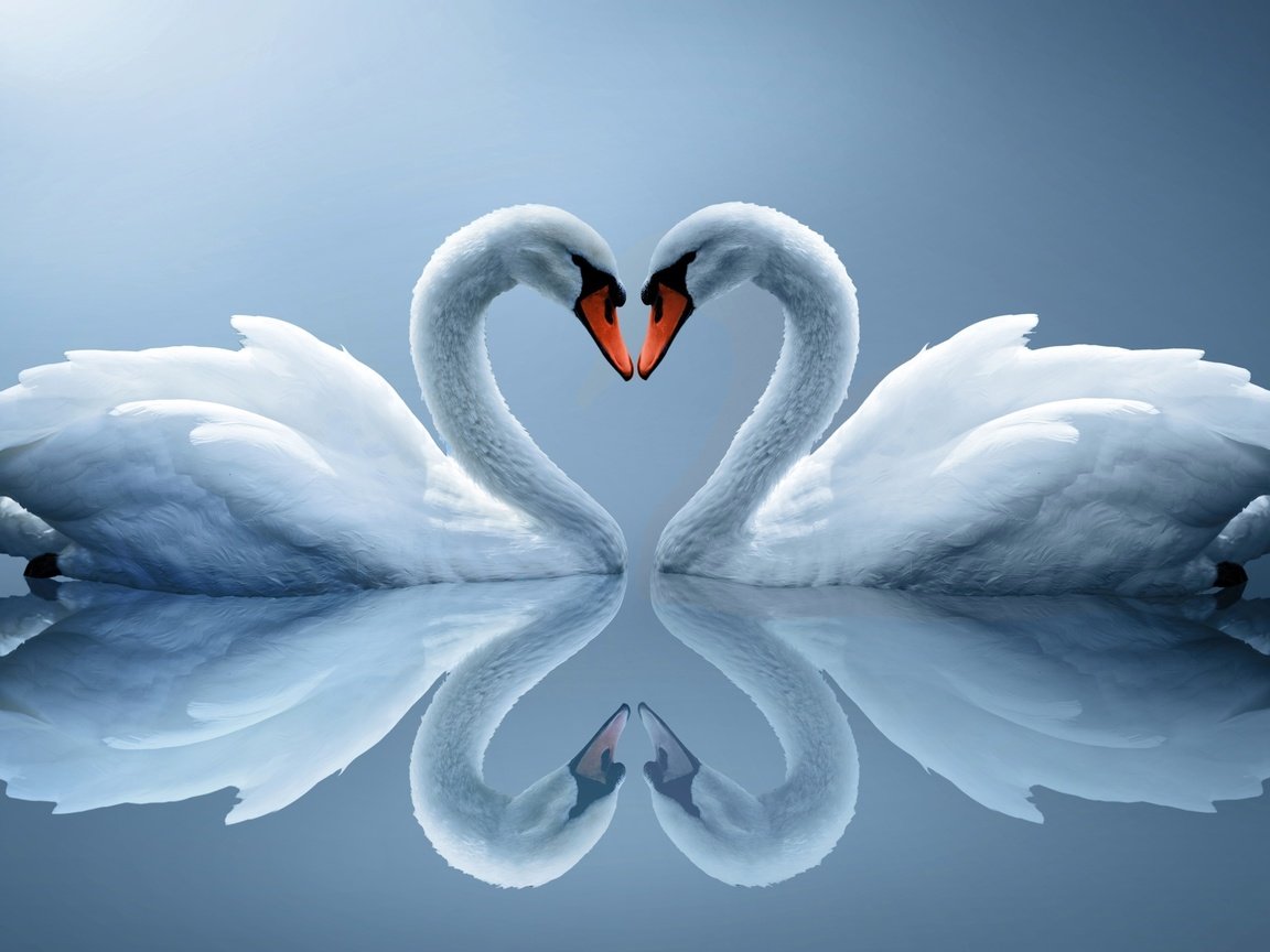 Обои вода, отражение, сердце, птицы, пара, белые, лебеди, water, reflection, heart, birds, pair, white, swans разрешение 2560x1600 Загрузить