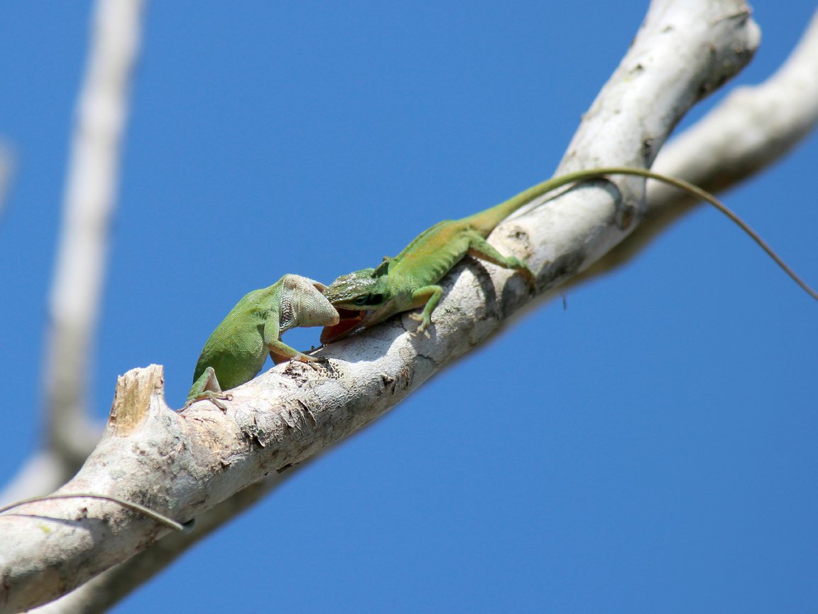 Обои небо, ветка, животные, ящерицы, зеленый анолис, green anole, the sky, branch, animals, lizards, green anolis разрешение 2048x1291 Загрузить