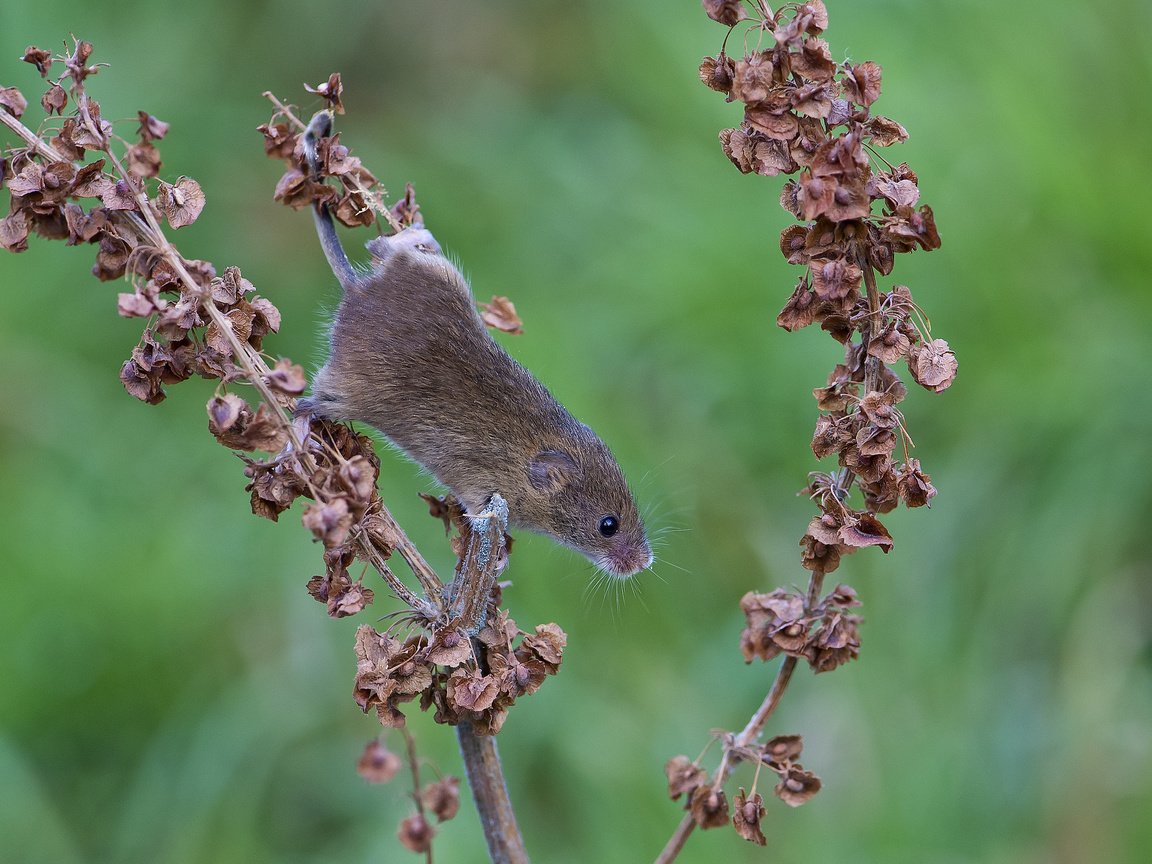 Обои листья, животные, мышь, растение, полевка, сухие. ветка, leaves, animals, mouse, plant, vole, dry. branch разрешение 2048x1609 Загрузить