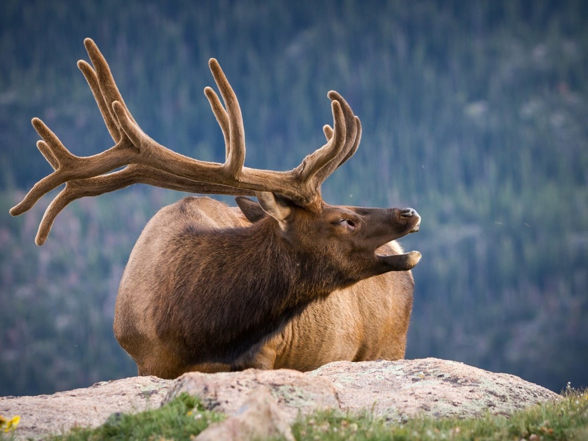 Обои природа, олень, камень, рога, nature, deer, stone, horns разрешение 1920x1280 Загрузить