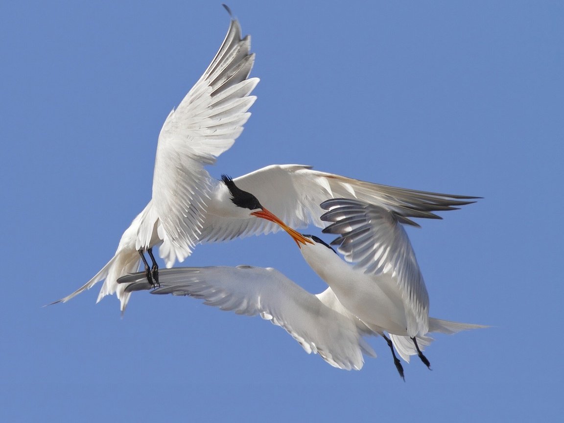 Обои небо, крылья, птицы, любовь, поцелуй, крачки, the sky, wings, birds, love, kiss, terns разрешение 1920x1440 Загрузить