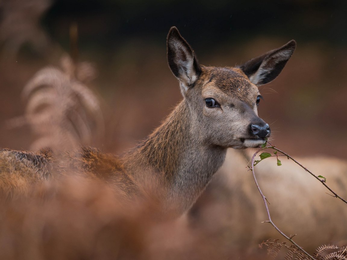 Обои ветка, листья, олень, лань, ест, олениха, branch, leaves, deer, doe, eating разрешение 2048x1367 Загрузить