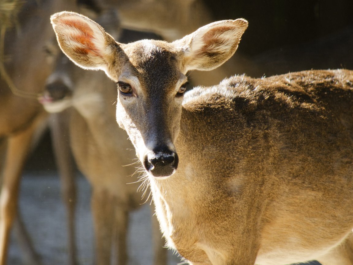 Обои глаза, олень, смотрит, уши, олени, олениха, eyes, deer, looks, ears, doe разрешение 2048x1152 Загрузить