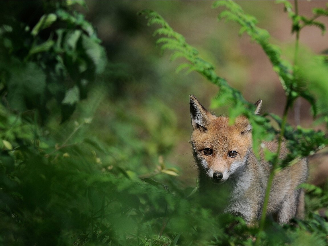 Обои трава, природа, мордочка, взгляд, лиса, лисенок, grass, nature, muzzle, look, fox разрешение 1920x1330 Загрузить