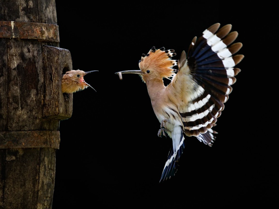 Обои птенец, полет, птицы, удод, sony world photography awards, chick, flight, birds, hoopoe разрешение 3264x2176 Загрузить