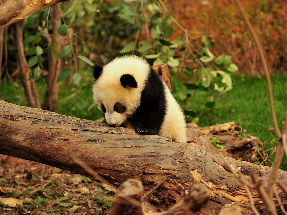 Обои дерево, животные, панда, джунгли, детеныш, бамбуковый медведь, большая панда, tree, animals, panda, jungle, cub, bamboo bear, the giant panda разрешение 1920x1200 Загрузить