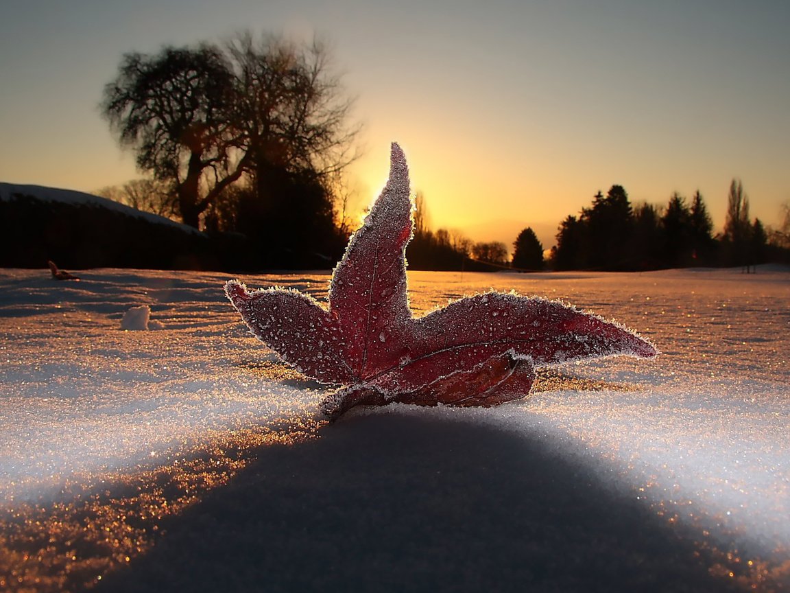 Обои небо, свет, вечер, снег, макро, мороз, иней, лист, the sky, light, the evening, snow, macro, frost, sheet разрешение 1920x1200 Загрузить