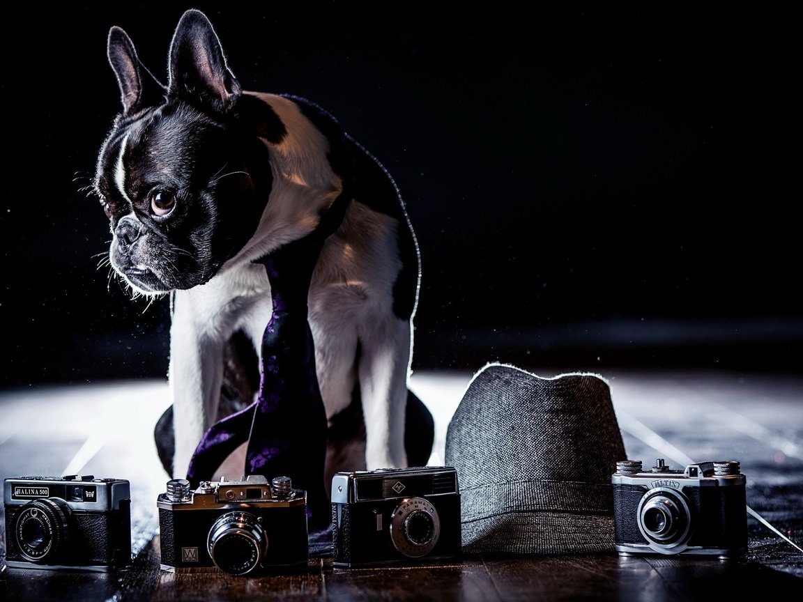 Обои фон, собака, шляпа, французский бульдог, фотоаппараты, background, dog, hat, french bulldog, cameras разрешение 2560x1600 Загрузить