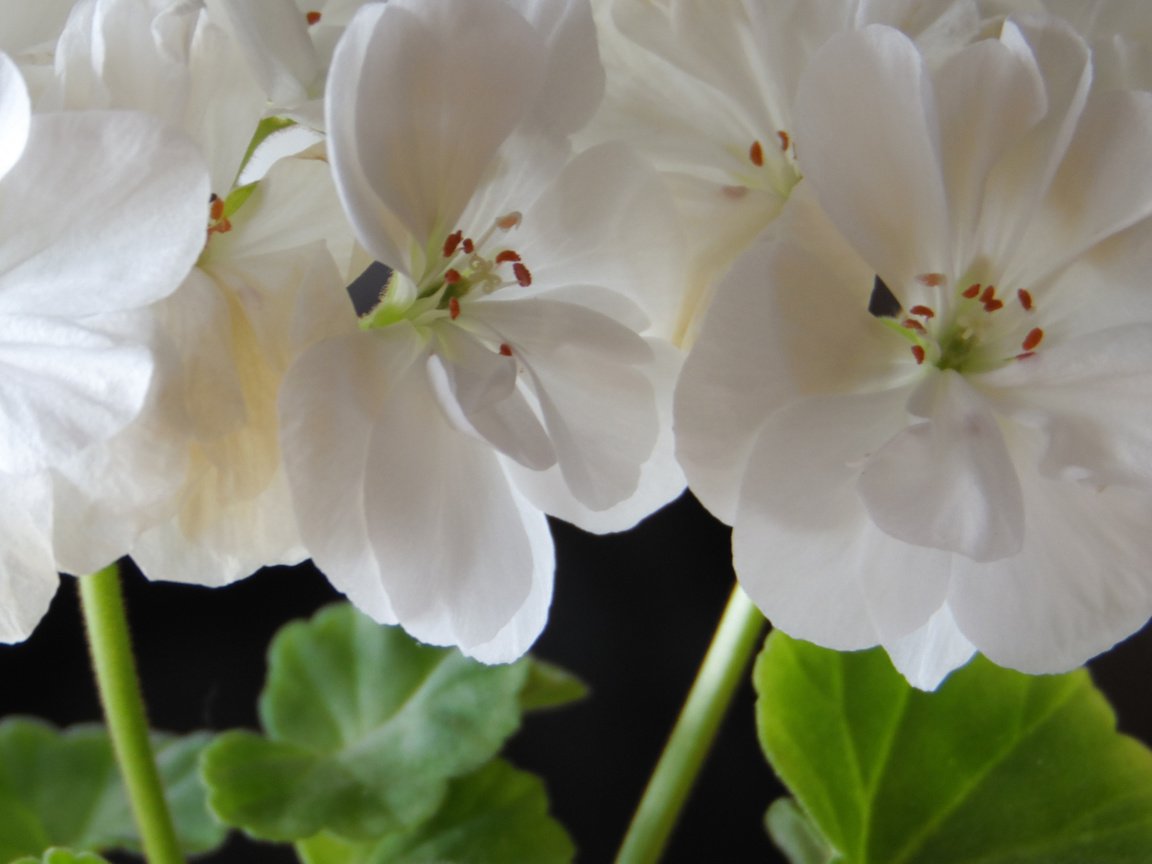 Обои крупный план, комнатный цветок, белая герань, close-up, flower room, white geraniums разрешение 2560x1600 Загрузить