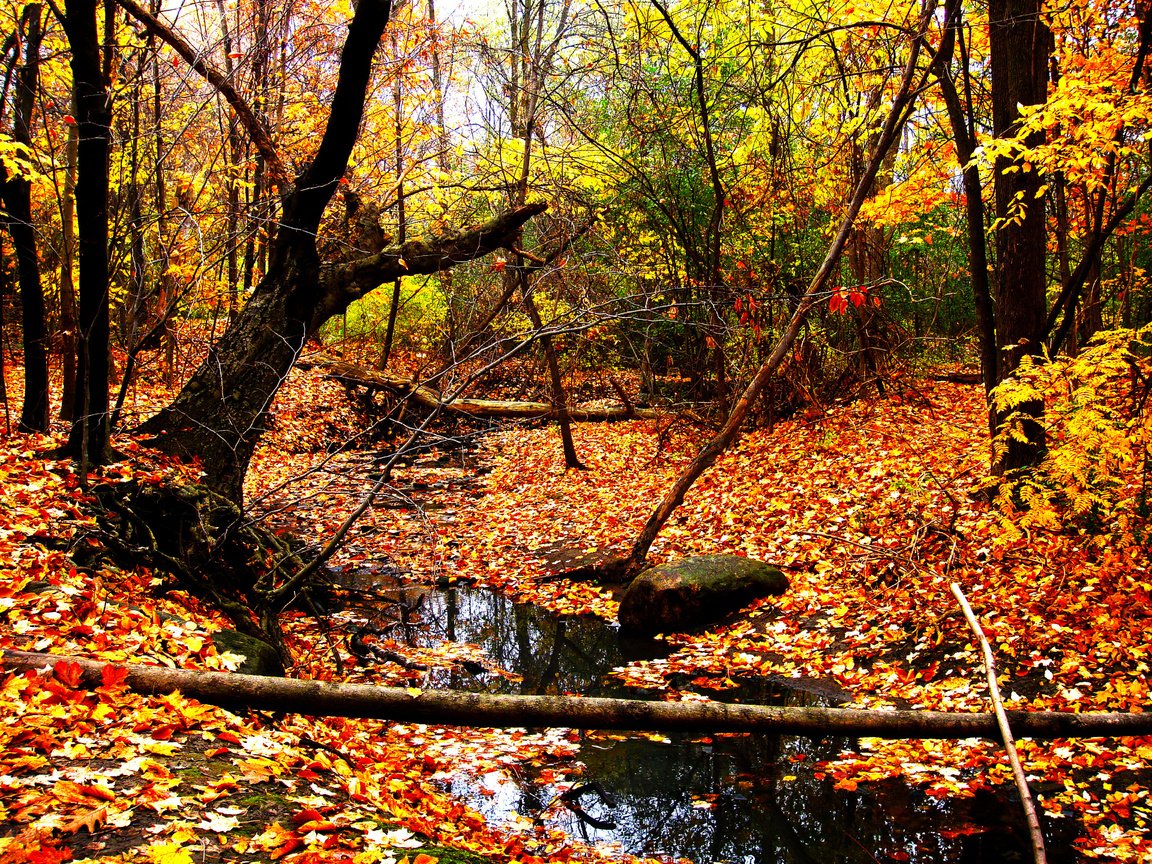 Обои желтый, лес, листья, пейзаж, ручей, листва, осень, yellow, forest, leaves, landscape, stream, foliage, autumn разрешение 3648x2736 Загрузить