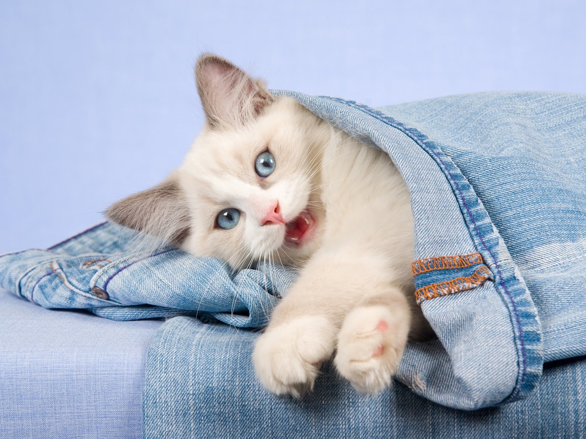 Обои кошка, взгляд, котенок, джинсы, голубые глаза, cat, look, kitty, jeans, blue eyes разрешение 2880x1800 Загрузить