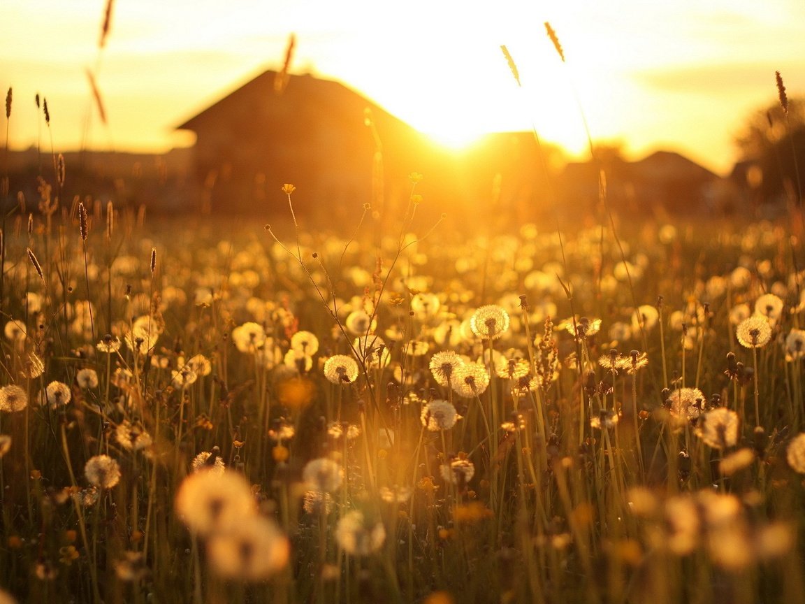 Обои цветы, солнце, лучи, рассвет, дом, домик, одуванчики, flowers, the sun, rays, dawn, house, dandelions разрешение 1920x1200 Загрузить