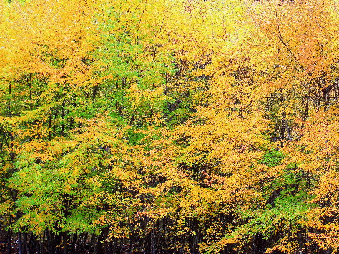 Обои деревья, природа, желтый, листья, листва, осень, trees, nature, yellow, leaves, foliage, autumn разрешение 2653x1740 Загрузить