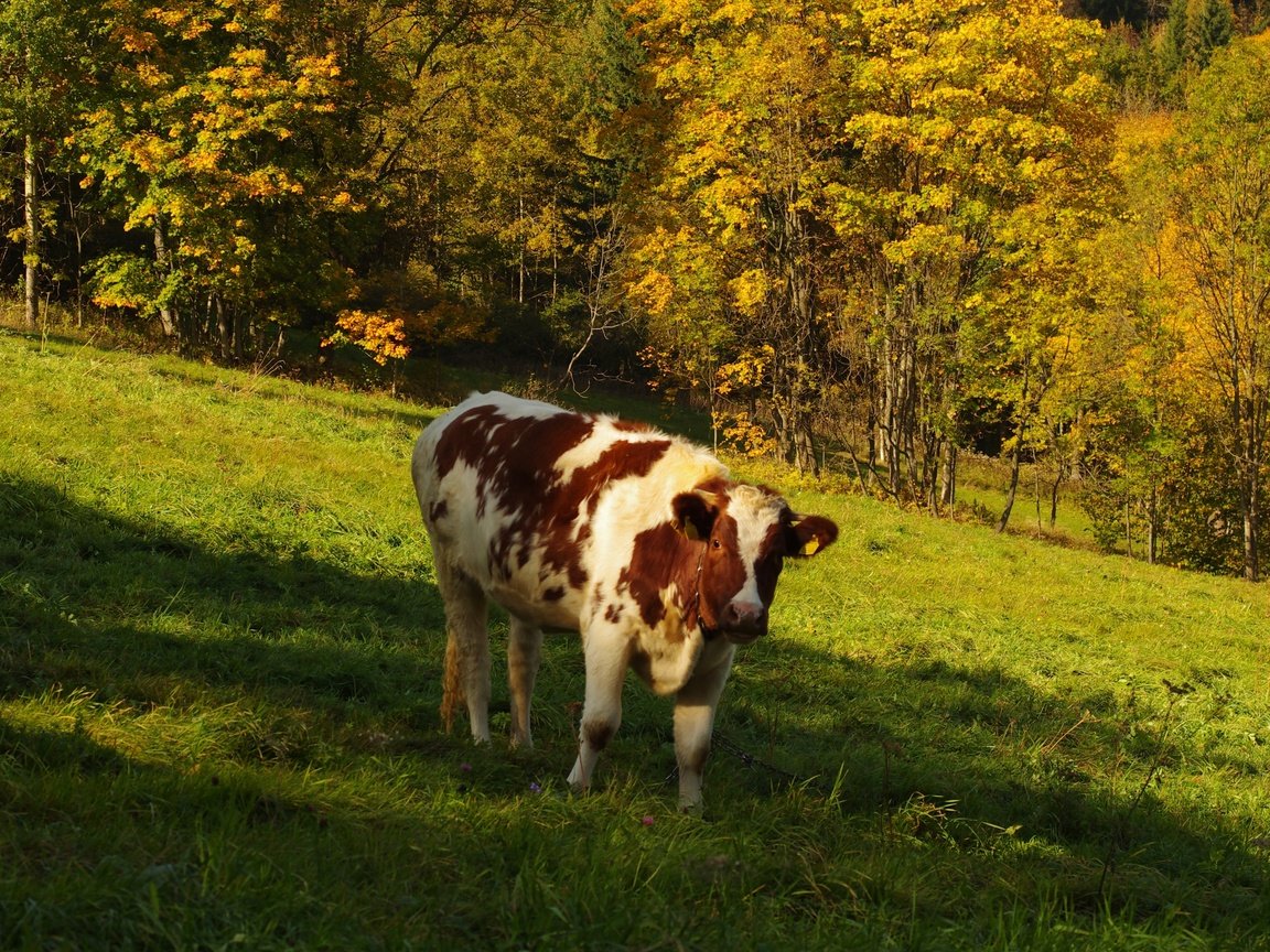 Обои трава, деревья, природа, лес, поле, осень, корова, grass, trees, nature, forest, field, autumn, cow разрешение 3264x2600 Загрузить