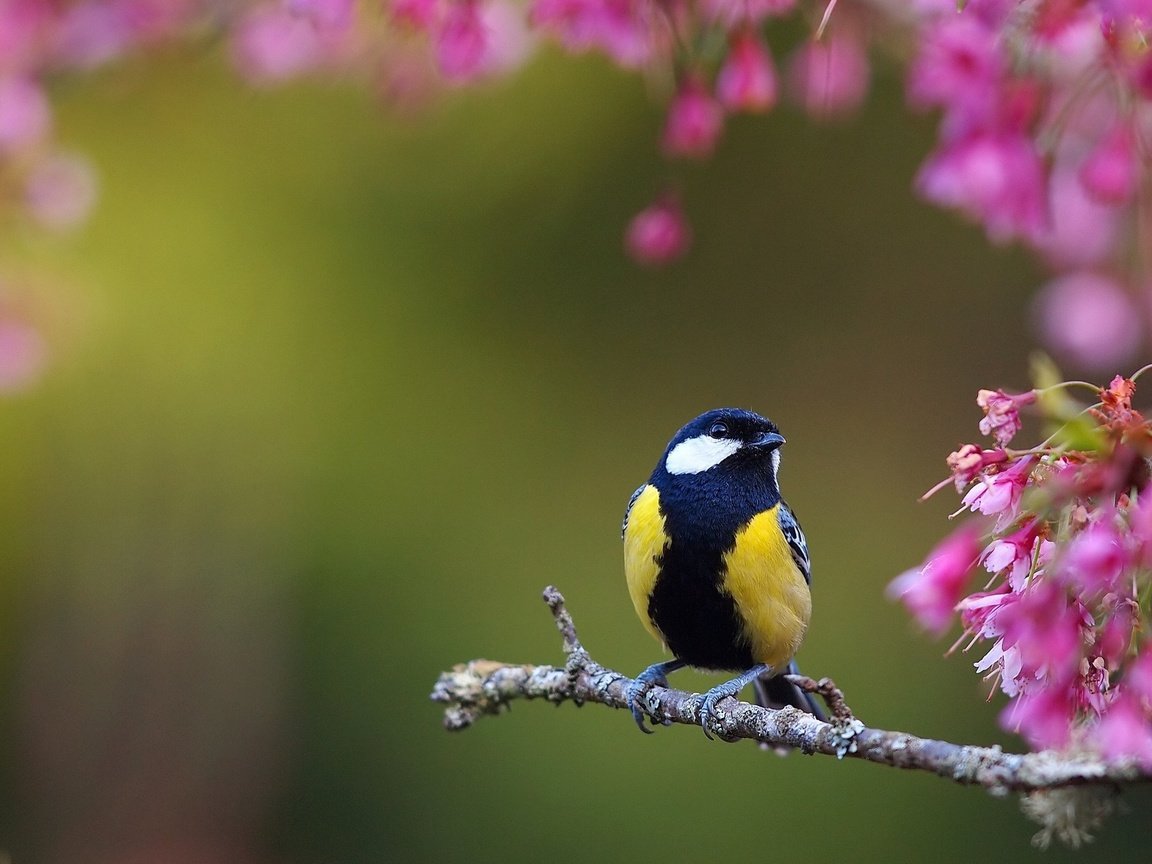 Обои цветы, ветки, птицы, весна, птичка, синица, синичка, flowers, branches, birds, spring, bird, tit, titmouse разрешение 2048x1372 Загрузить