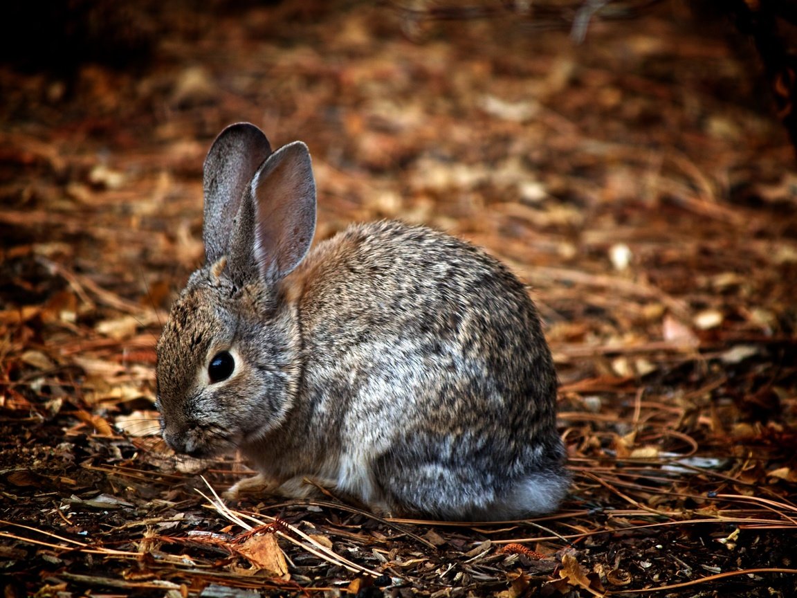 Обои природа, животные, ушки, зайцы, заяц, зайчик, nature, animals, ears, rabbits, hare, bunny разрешение 3600x2400 Загрузить