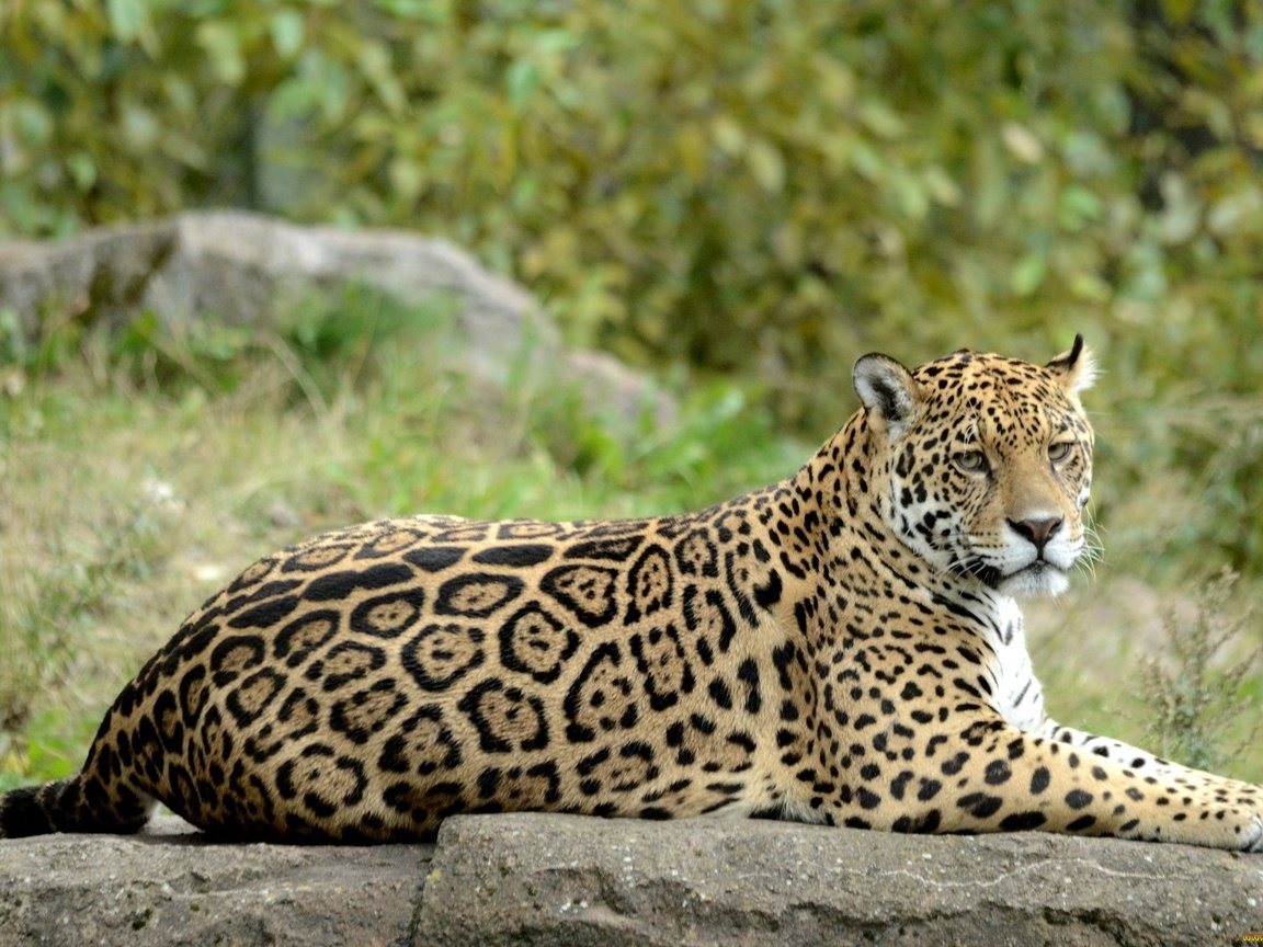 Обои природа, хищник, ягуар, nature, predator, jaguar разрешение 2048x1356 Загрузить