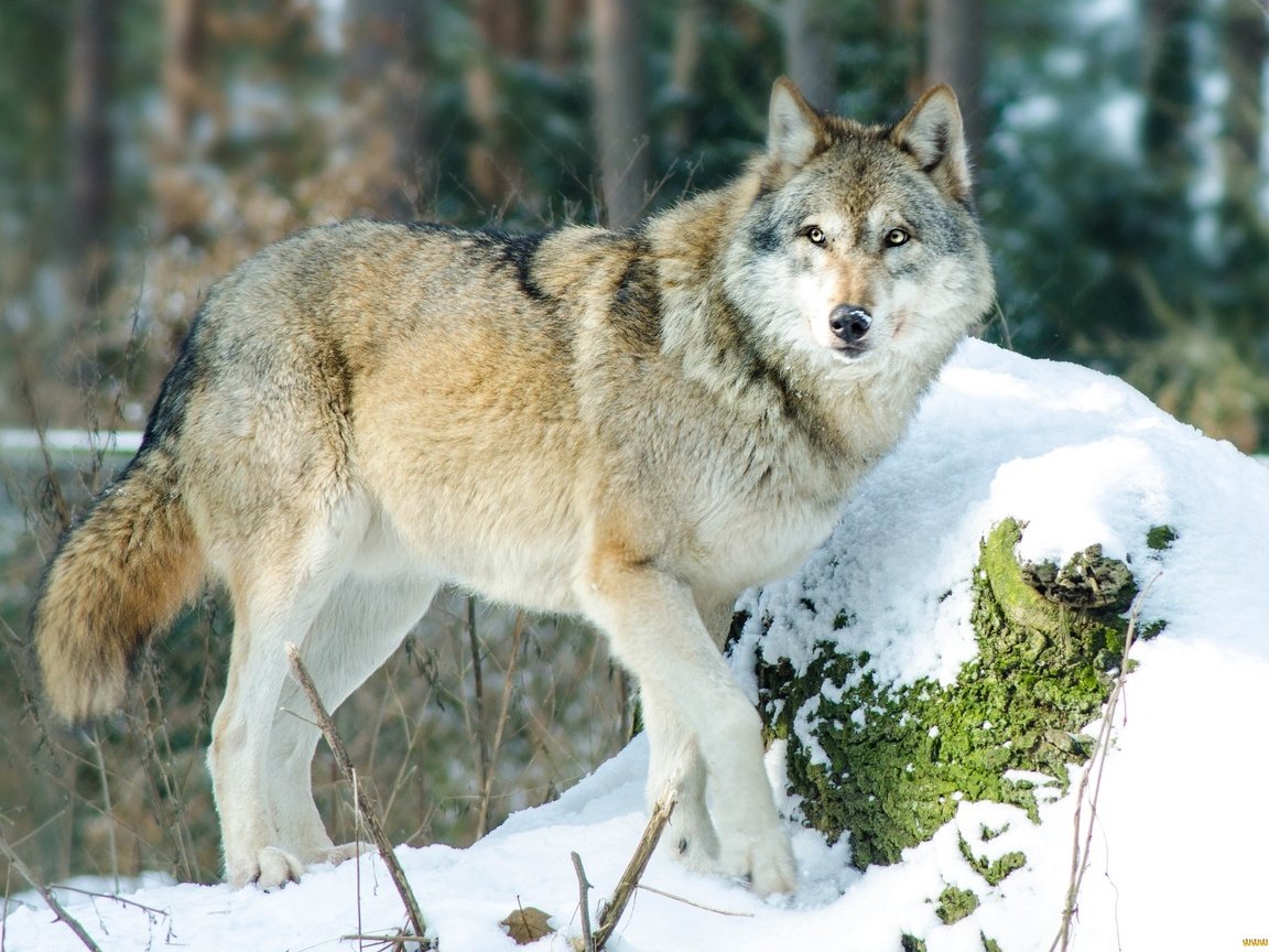 Обои снег, лес, зима, хищник, волк, snow, forest, winter, predator, wolf разрешение 2048x1369 Загрузить