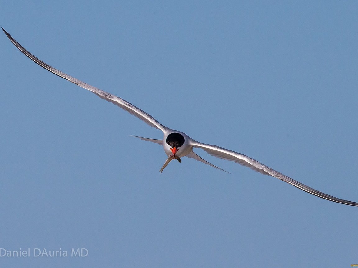 Обои небо, полет, крылья, чайка, птицы, рыбка.клюв, the sky, flight, wings, seagull, birds, fish.beak разрешение 2048x1365 Загрузить