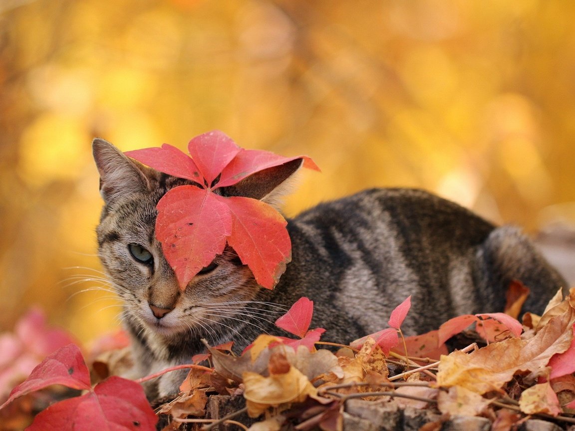 Обои листья, кот, кошка, осень, полосатый, leaves, cat, autumn, striped разрешение 1920x1200 Загрузить