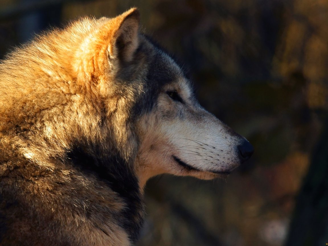 Обои хищник, профиль, волк, солнечный луч, predator, profile, wolf, sunbeam разрешение 2400x1595 Загрузить