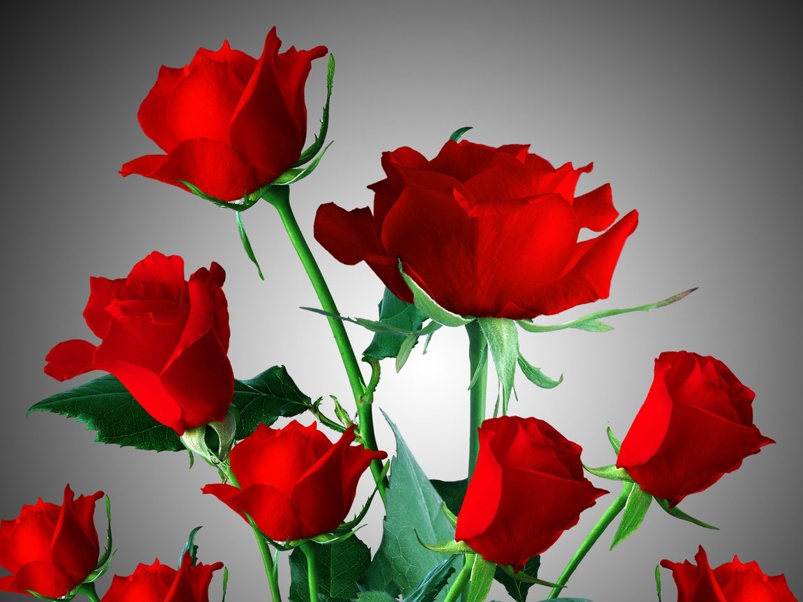 Обои цветы, розы, красные, букет, flowers, roses, red, bouquet разрешение 2560x1600 Загрузить