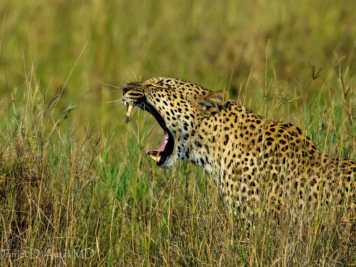 Обои трава, леопард, хищник, профиль, большая кошка, оскал, grass, leopard, predator, profile, big cat, grin разрешение 1920x1278 Загрузить