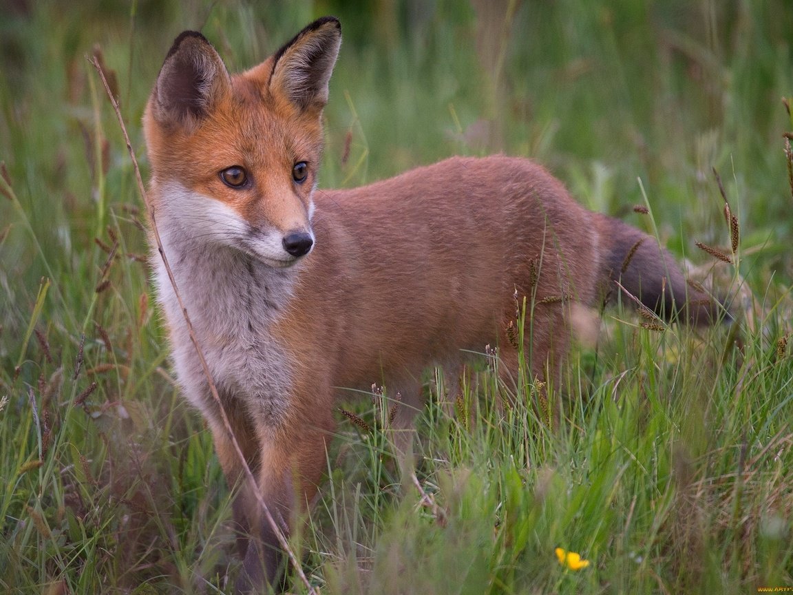 Обои трава, взгляд, лиса, ушки, хвост, лисенок, grass, look, fox, ears, tail разрешение 2048x1439 Загрузить