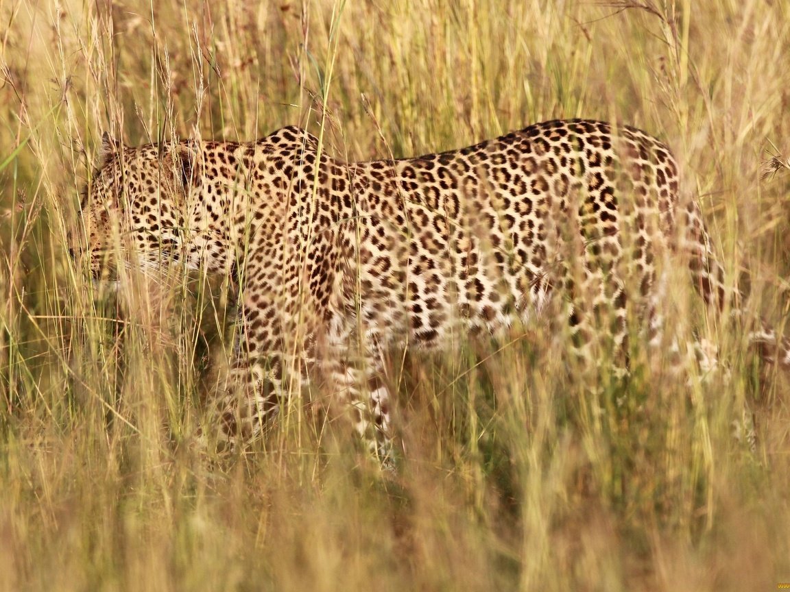 Обои трава, природа, леопард, хищник, grass, nature, leopard, predator разрешение 1945x1273 Загрузить