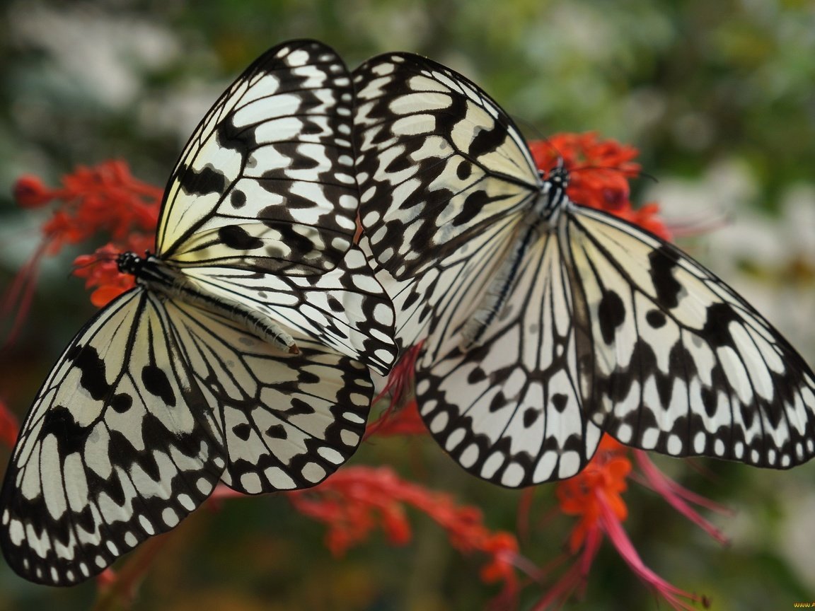 Обои цветок, крылья, насекомые, бабочки, две, flower, wings, insects, butterfly, two разрешение 2048x1384 Загрузить